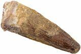 Fossil Spinosaurus Tooth - Real Dinosaur Tooth #234318-1